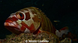 Grouper over stone by Naomi Cometto 